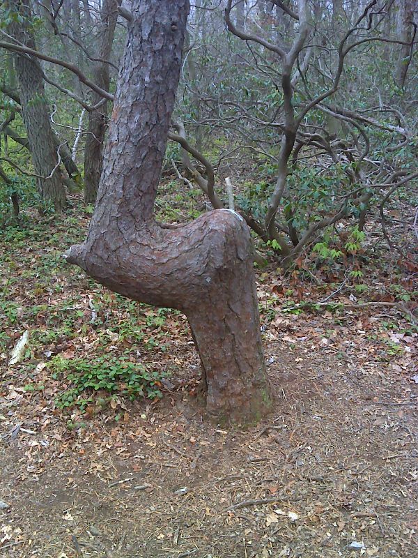 Odd pine tree, natural seat near Black Swatara spring. GPS N40.5296 W76.1933  Courtesy pjwetzel@gmail.com