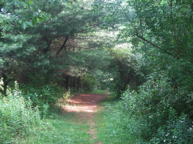 The AT follows an old road for some distance trail north  of the parking area on PA 443.  Taken at approx. mm 1.0  Courtesy dlcul@conncoll.edu