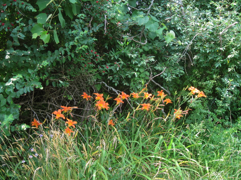 mm 2.0  Day Lilies near trail crossing of  Greenpoint Schoolhouse Road  Courtesy dlcul@conncoll.edu