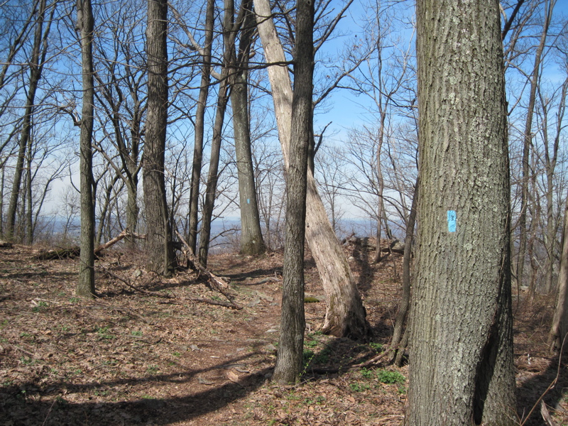 mm 13.7  Northern junction with the blue-blazed Susquehanna
Trail.  This is a shorter but steeper and rockier alternative to the AT.
The two trails meet again near the south end of the section.   Courtesy
dlcul@conncoll.edu