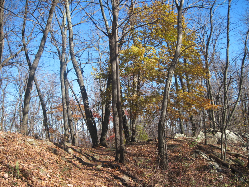 View along the northbound trail just before it regains the ridge crest and reaches the old road. Taken at approx. mm 9.1  Courtesy dlcul@conncoll.edu