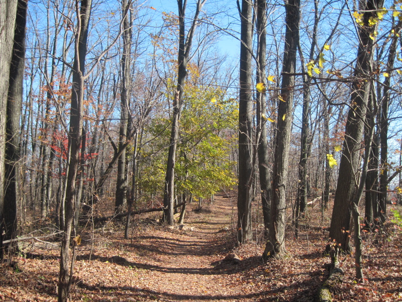 For some distance the trail follows an old ridge top road.  Taken at approx. mm 9.1  Courtesy dlcul@conncoll.edu