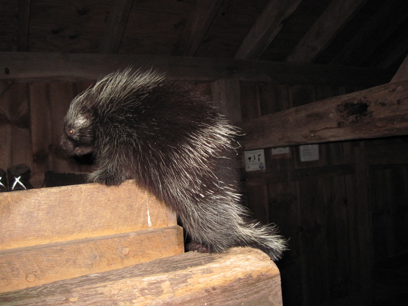 mm 5.3 I was the only human at Cove Mt. Shelter on 7-14-11, but I was not alone.  This porcupine spent most of the night in the shelter. I could hear it gnawing. Note the handiwork (teethwork?) of it and his colleagues on the wood of the bunk.   Courtesy dlcul@conncoll.edu