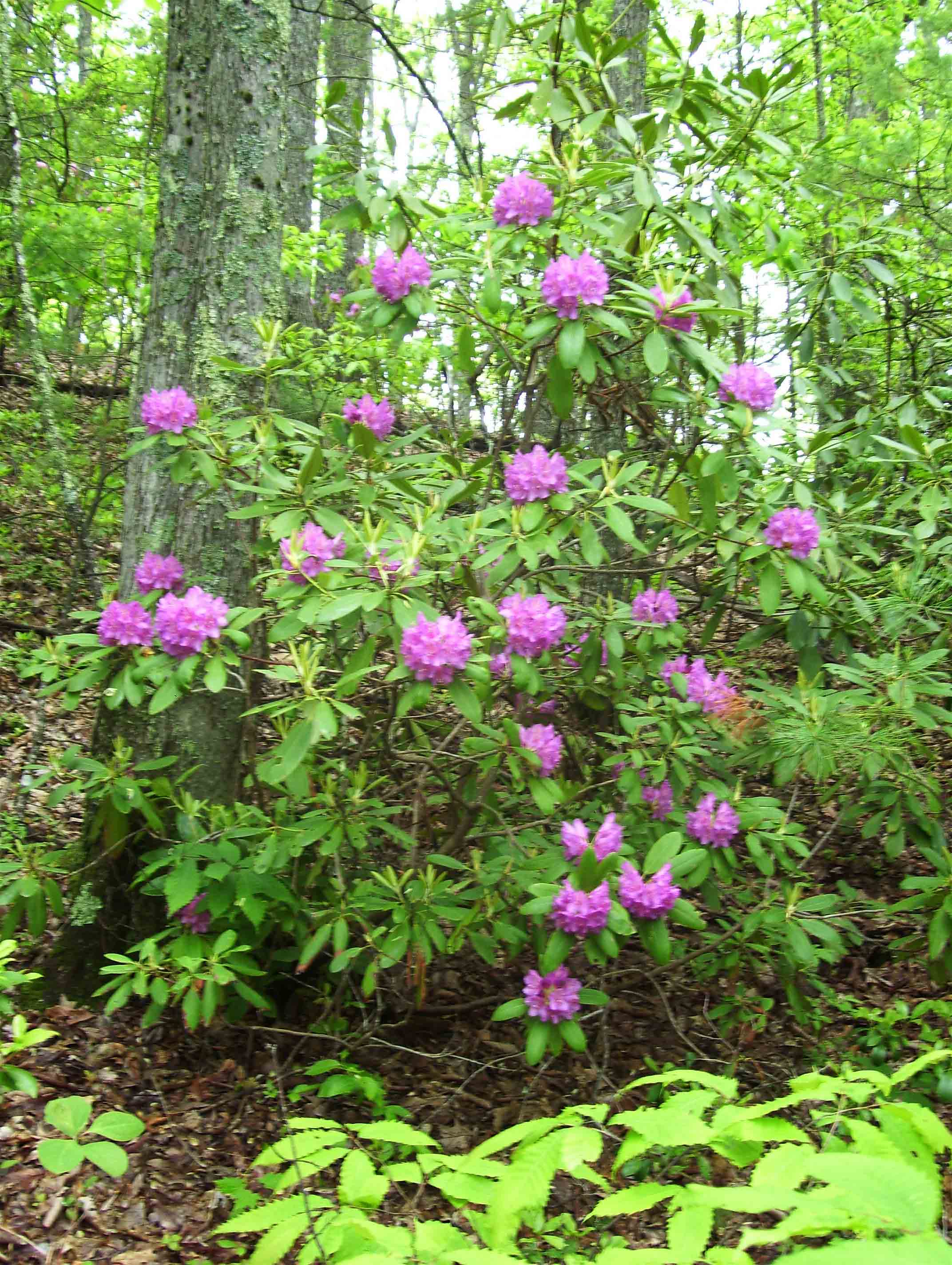 Rhododendron along trail.  Taken at approx. mm 7.7.  Courtesy dlcul@conncoll.edu