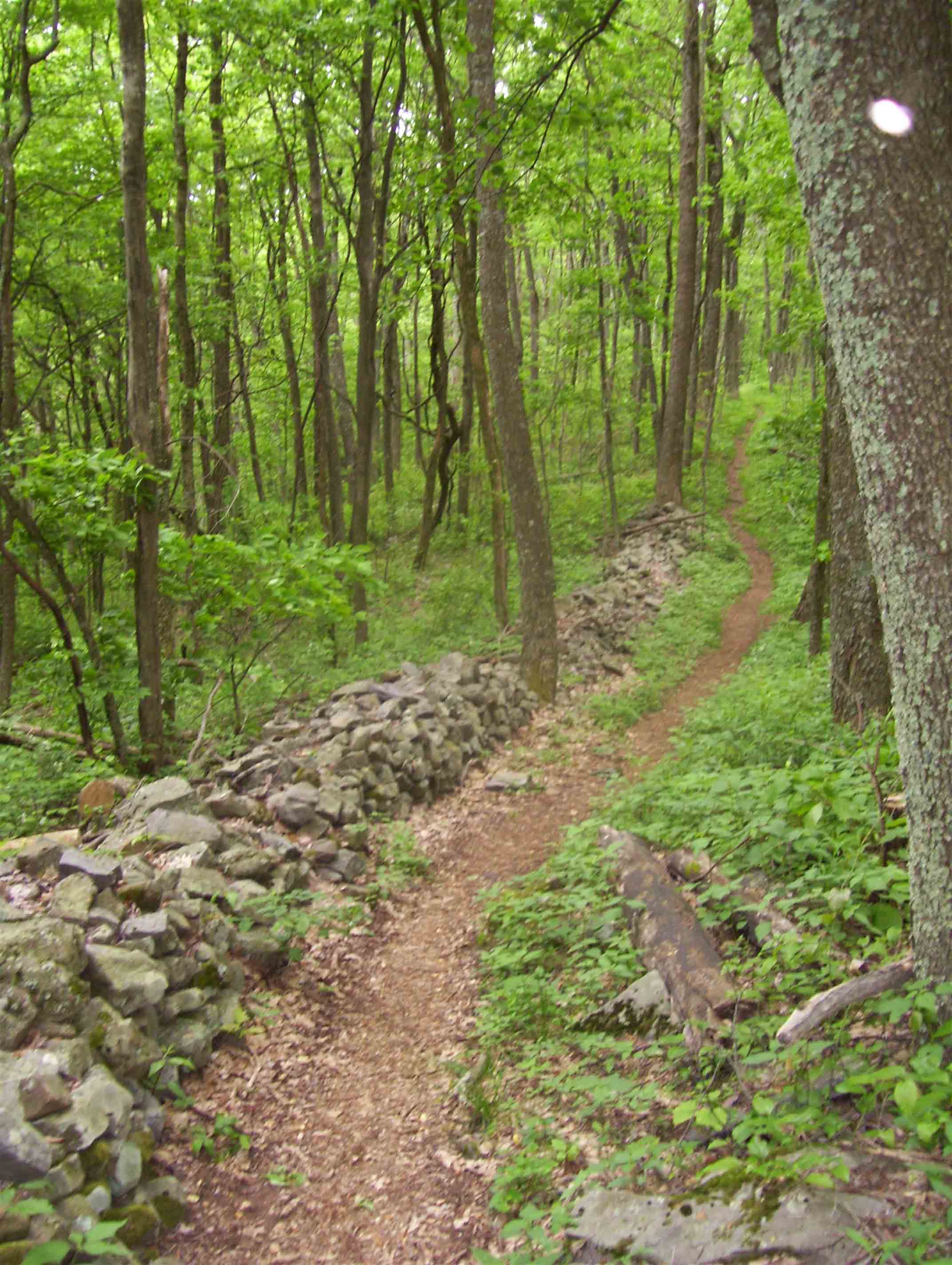 mm 13.6  An old stone wall parallels the trail for a short distance in a sag.     Courtesy dlcul@conncoll.edu