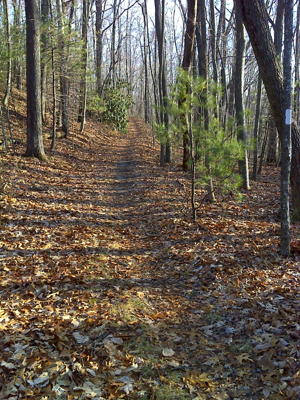 The trail south of Damascus is relatively easy.  Some thru-hikers who are anxious to reach Damascus (Damascus Fever) refer to this section as the Damascus Freeway.   Most of the section north of the VA/TN state line follows the old road seen here.  GPS N36.6185 W81.8106  Courtesy pjwetzel@gmail.com