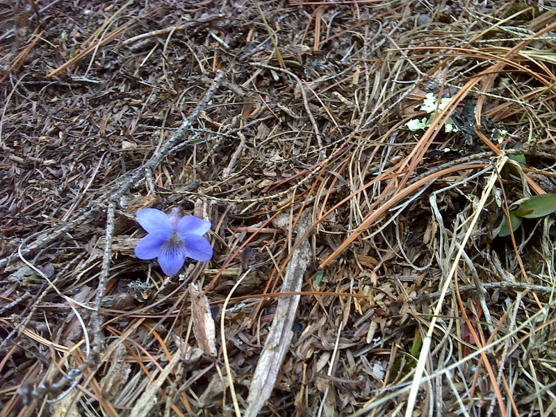Wildflowers bloom early (February 25, 2012) on No Business Ridge.  It has been a very mild winter.  GPS N36.0537 W82.4343  Courtesy pjwetzel@gmail.com