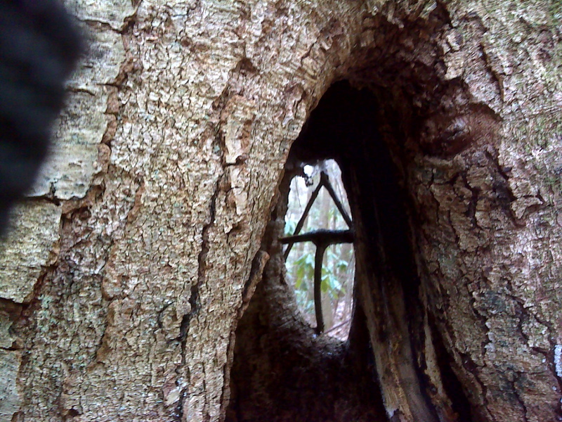 Trail Art - Hollow trail tree on No Business Ridge. GPS N36.0684 W82.4381  Courtesy pjwetzel@gmail.com