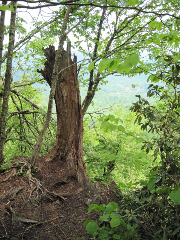 mm 4.3 Interesting dead tree at viewpoint on Little Bald.  Courtesy dlcul@conncoll.edu
