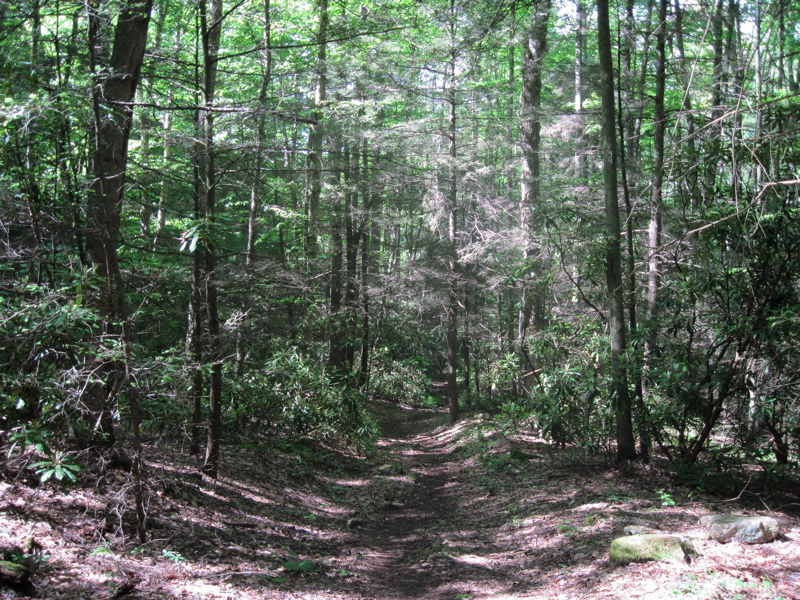 mm 0.5 The trail follows an old road for some distance west (trail south) of Spivey Gap.  Courtesy dlcul@conncoll.edu