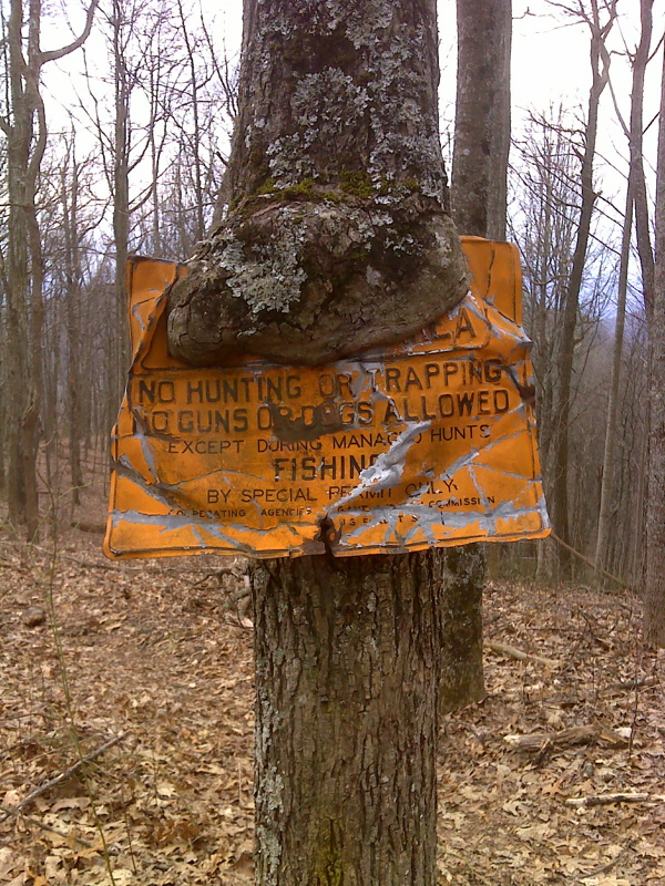 Very old Tennessee border sign engulfed by tree. GPS N 35.9504  W82.7915  Courtesy pjwetzel@gmail.com