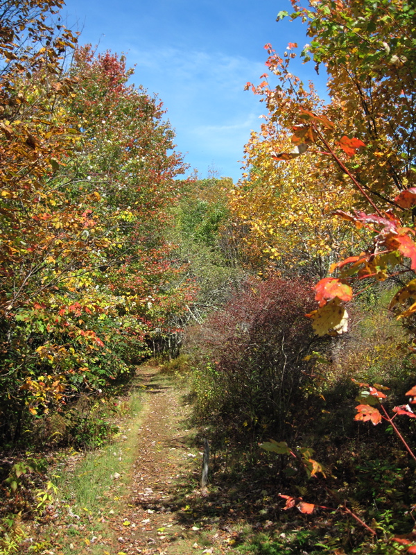 mm 18.7  Fall color. The trail here is following an old railroad grade on the side of Buckeye Ridge.  Courtesy dlcul@conncoll.edu