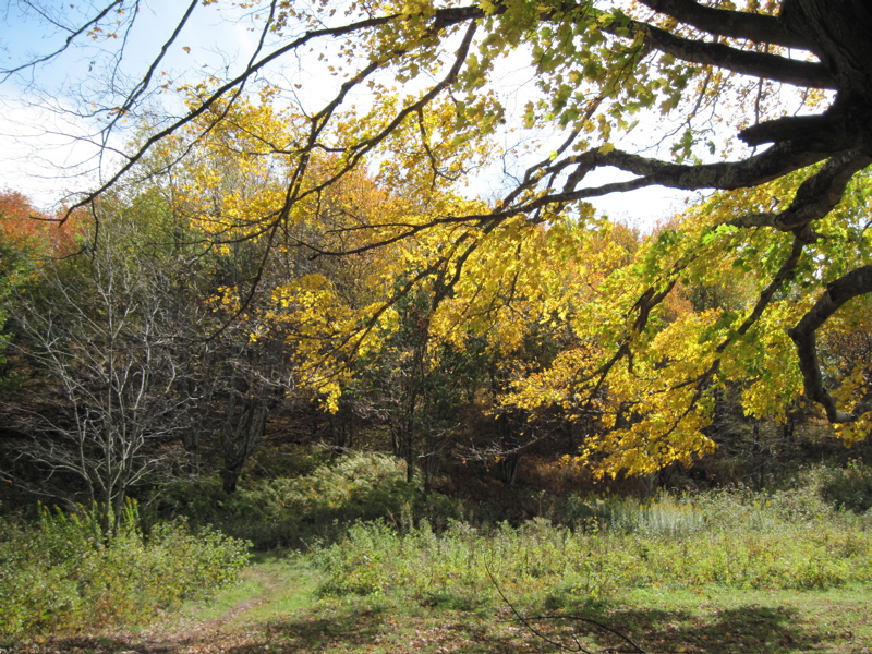 mm 19.0 Fall color in the vicinity of a wetland seep.  Courtesy dlcul@conncoll.edu