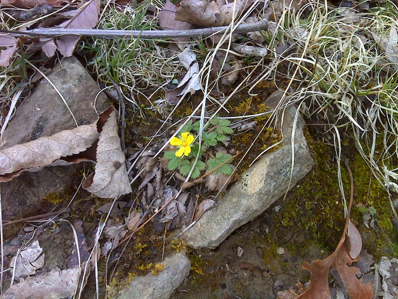 Early spring wildflower. GPS N35.8515 W 82.8717  Courtesy pjwetzel@gmail.com