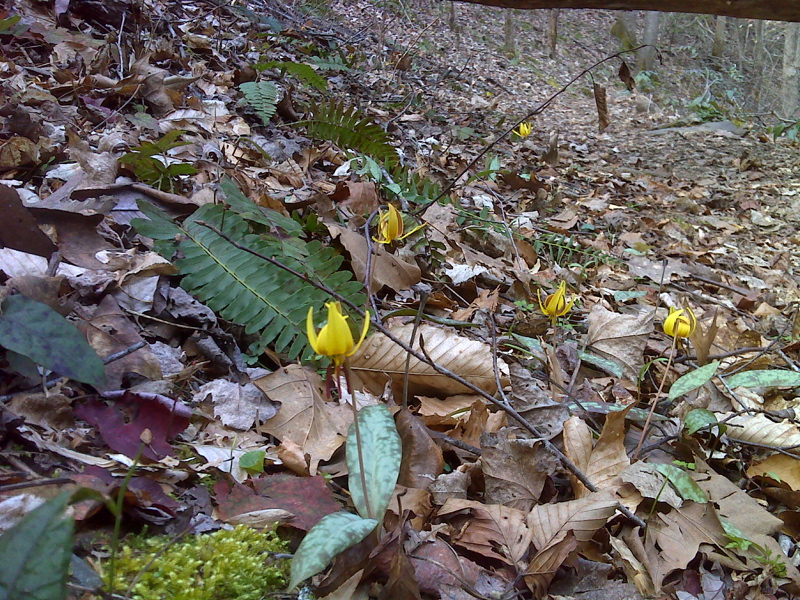 Trout lilies on trail north of Davenport Gap. GPS N35.7813 W83.1151  Courtesy pjwetzel@gmail.com