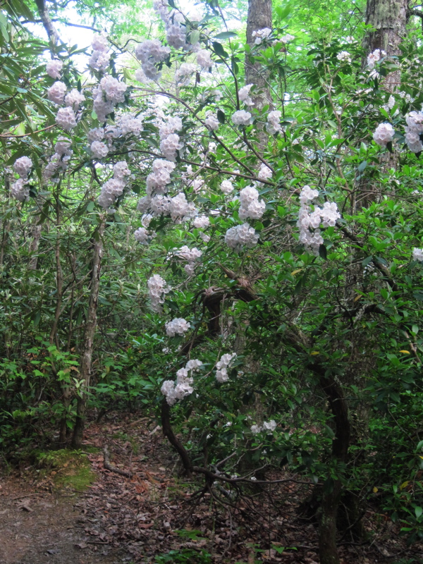 Mountain Laurel along the trail . Taken at approx. mm 2.2  Courtesy dlcul@conncoll.edu