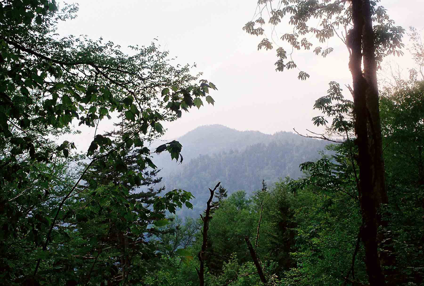View of Mt. Le Conte from trail north of Clingmans Dome.  Courtesy dlcul@conncoll.edu