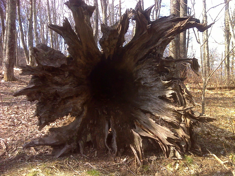 Huge root system of fallen tree. GPS N35.5634 W83.7525  Courtesy pjwetzel@gmail.com
