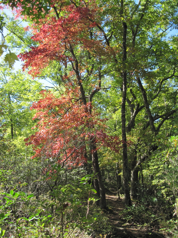 Fall color as the southbound trail climbs to Pond Flats.  Taken
at approx.  mm 6.1.  Courtesy dlcul@conncoll.edu