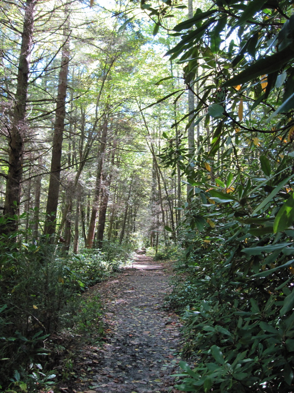 Approaching Dennis Cove.  The trail follows an old railroad
grade.  Taken at approx. mm 12.9  Courtesy dlcul@conncoll.edu