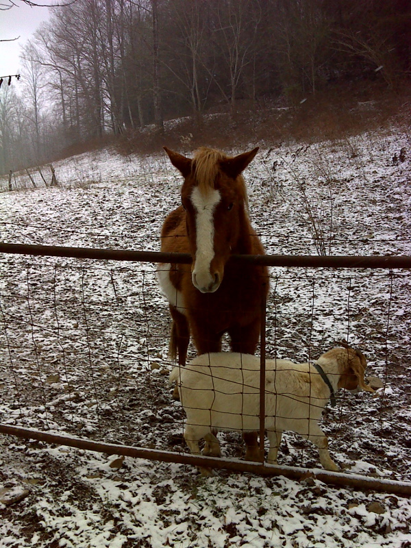 mm 4.4 Friendly horse and goat where AT southbound leaves Shook Branch Road.  Courtesy pjwetzel@gmail.com