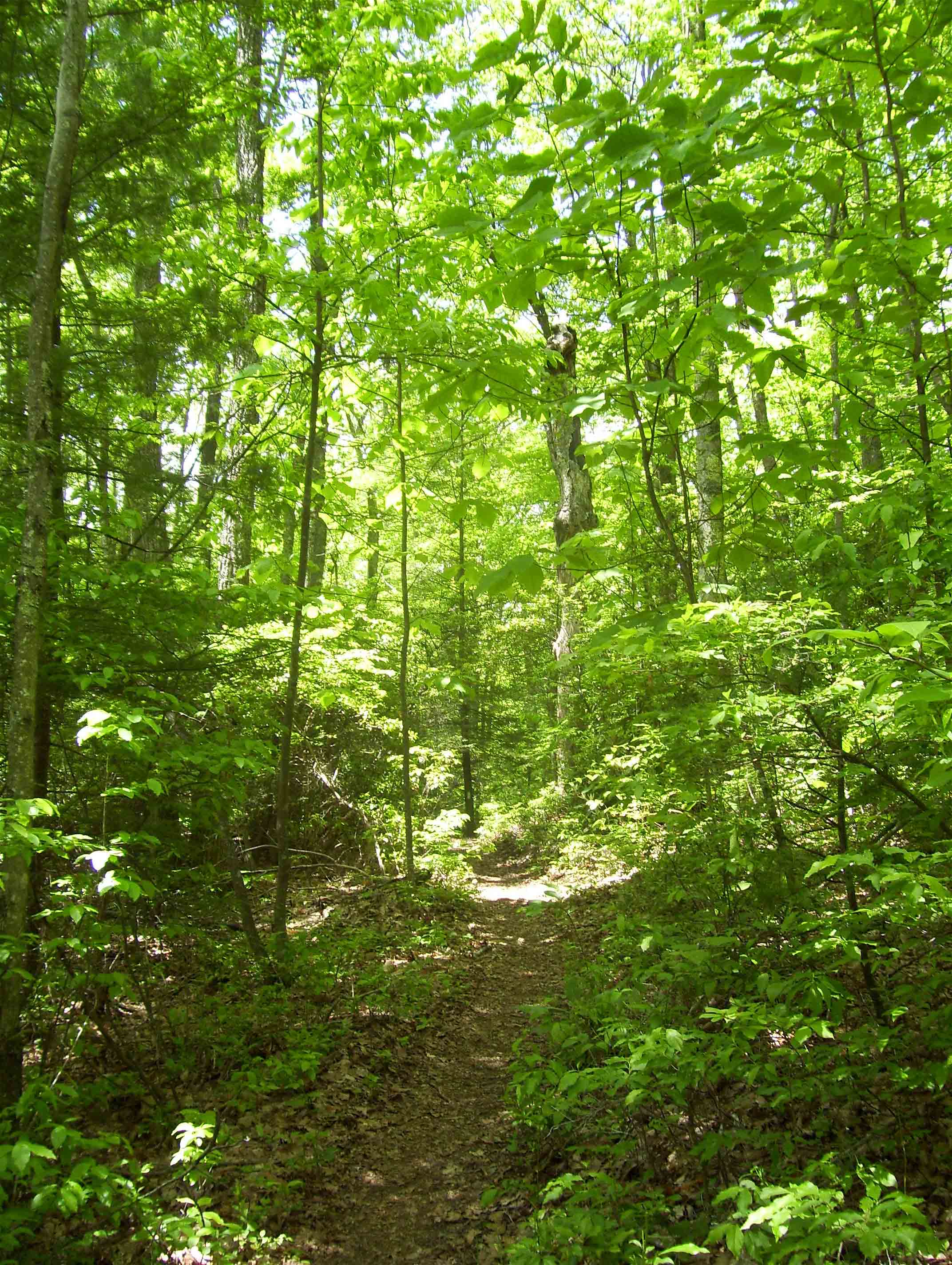 The trail as it approaches the high point on White Rocks Mountain east of Moreland Gap. Taken at approx. mm 6.7  Courtesy dlcul@conncoll.edu