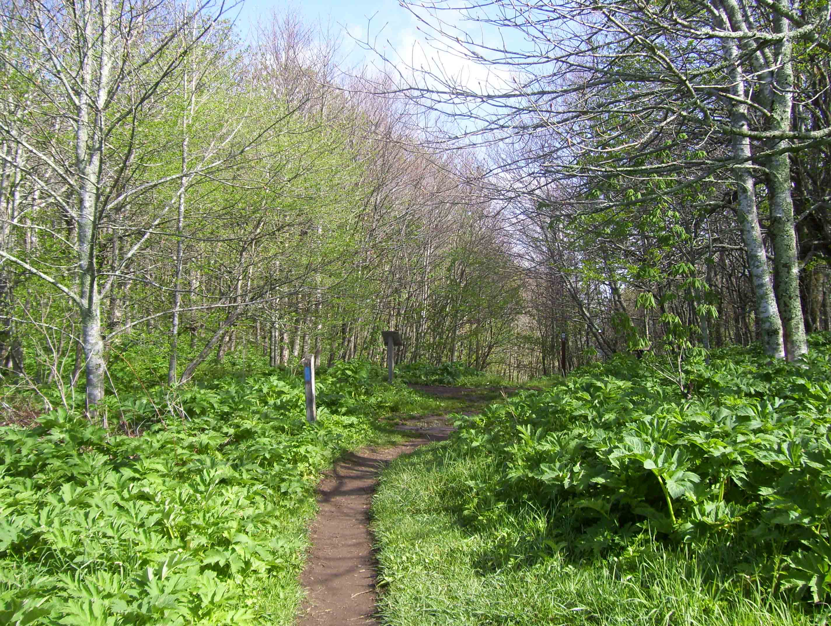 MM 9.2  Trail in Yellow Mountain Gap at intersection with Overmountain Trail.  Courtesy dlcul@conncoll.edu