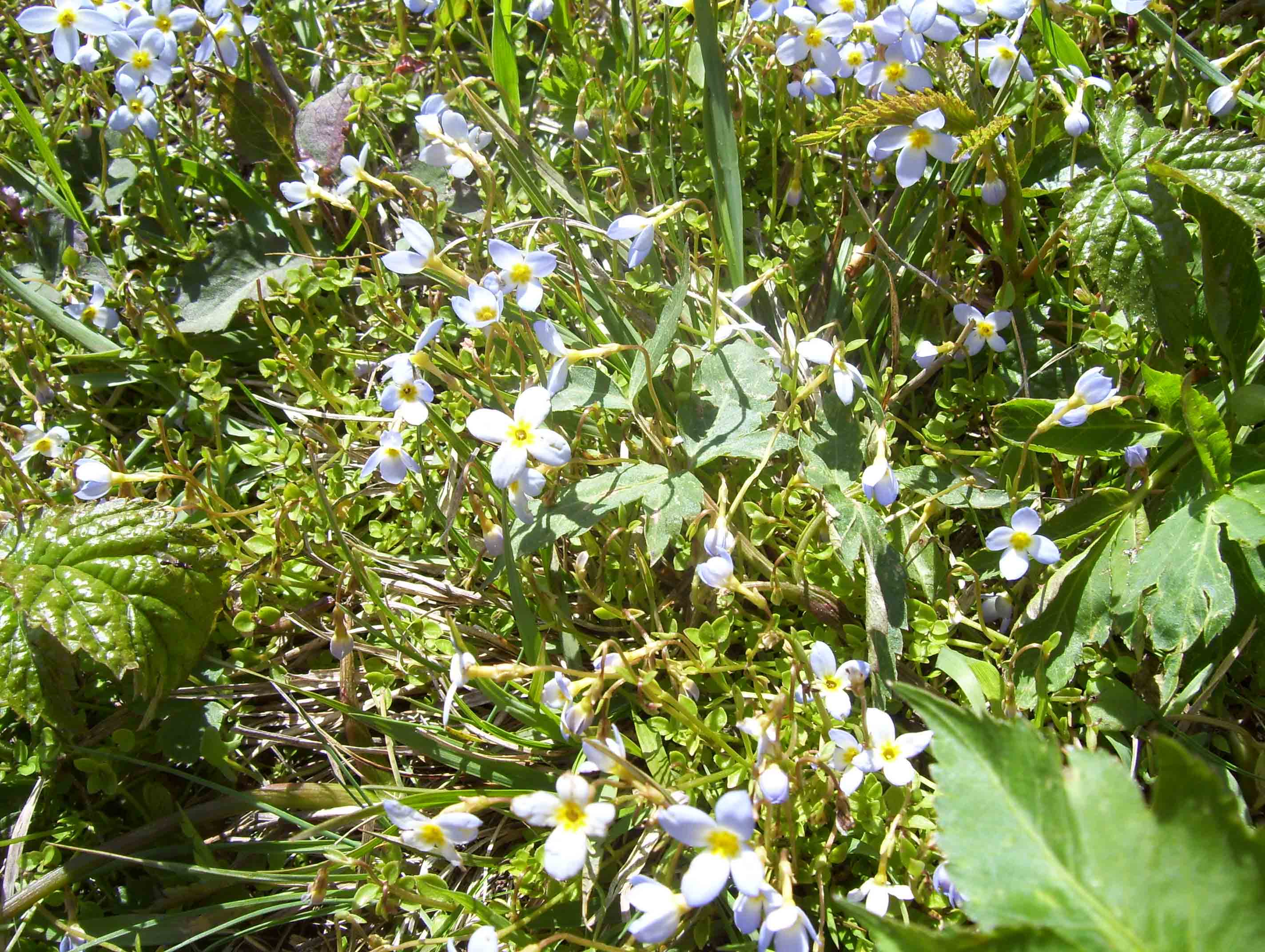 Wildflowers along trail. I saw these referred to as bluets. Taken at approx. MM 7.4.  Courtesy dlcul@conncoll.edu