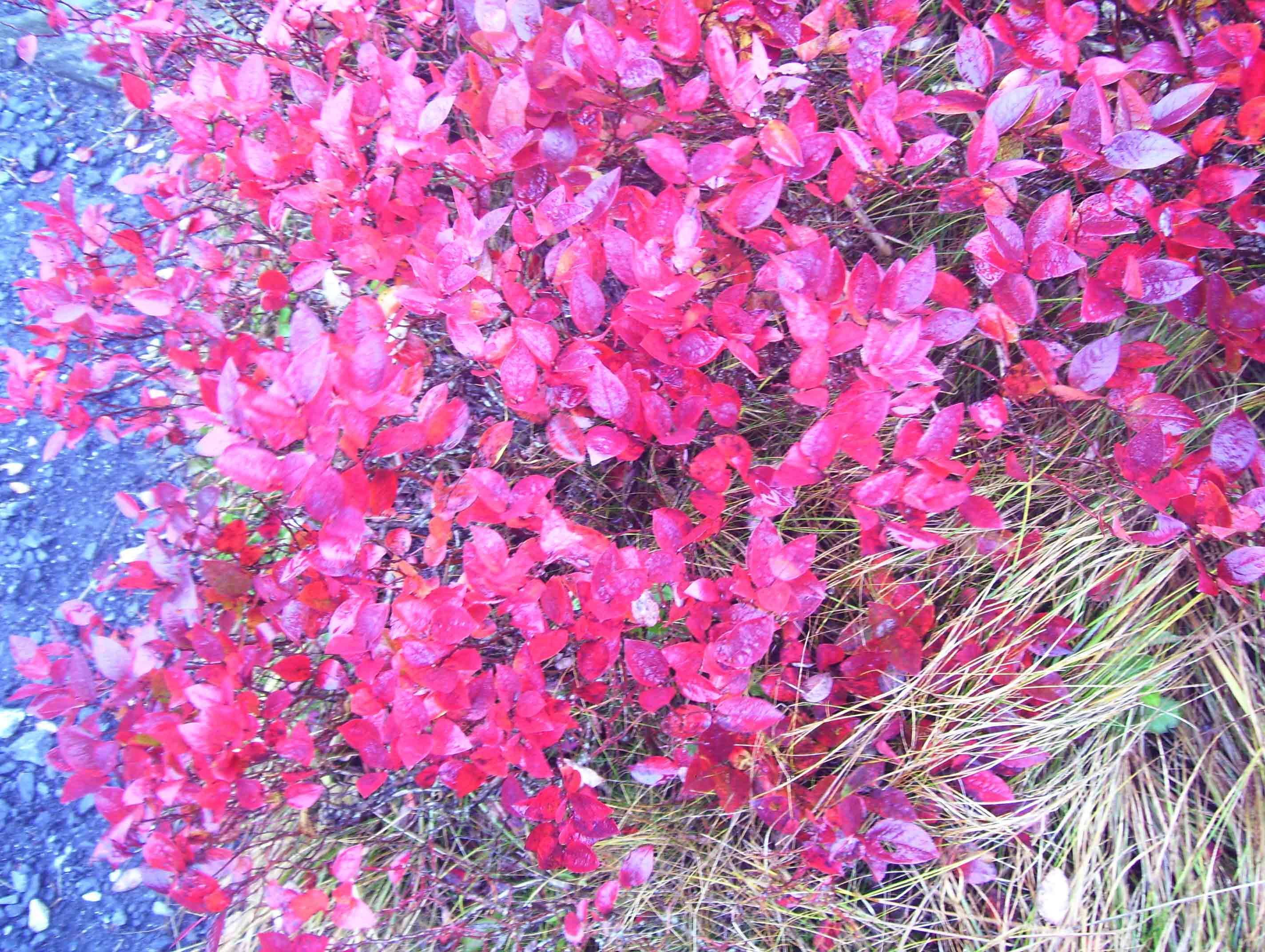 Close-up of fall color in brush on the side of Round Bald. I think this is coral berry. Taken at approx. mm 13.4.  Courtesy dlcul@conncoll.edu