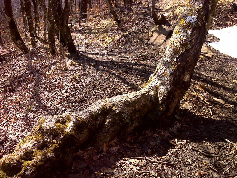 Park Bench Tree near trail to spring.  GPS 36.1289 W 82.0252  Courtesy pjwetzel@gmail.com