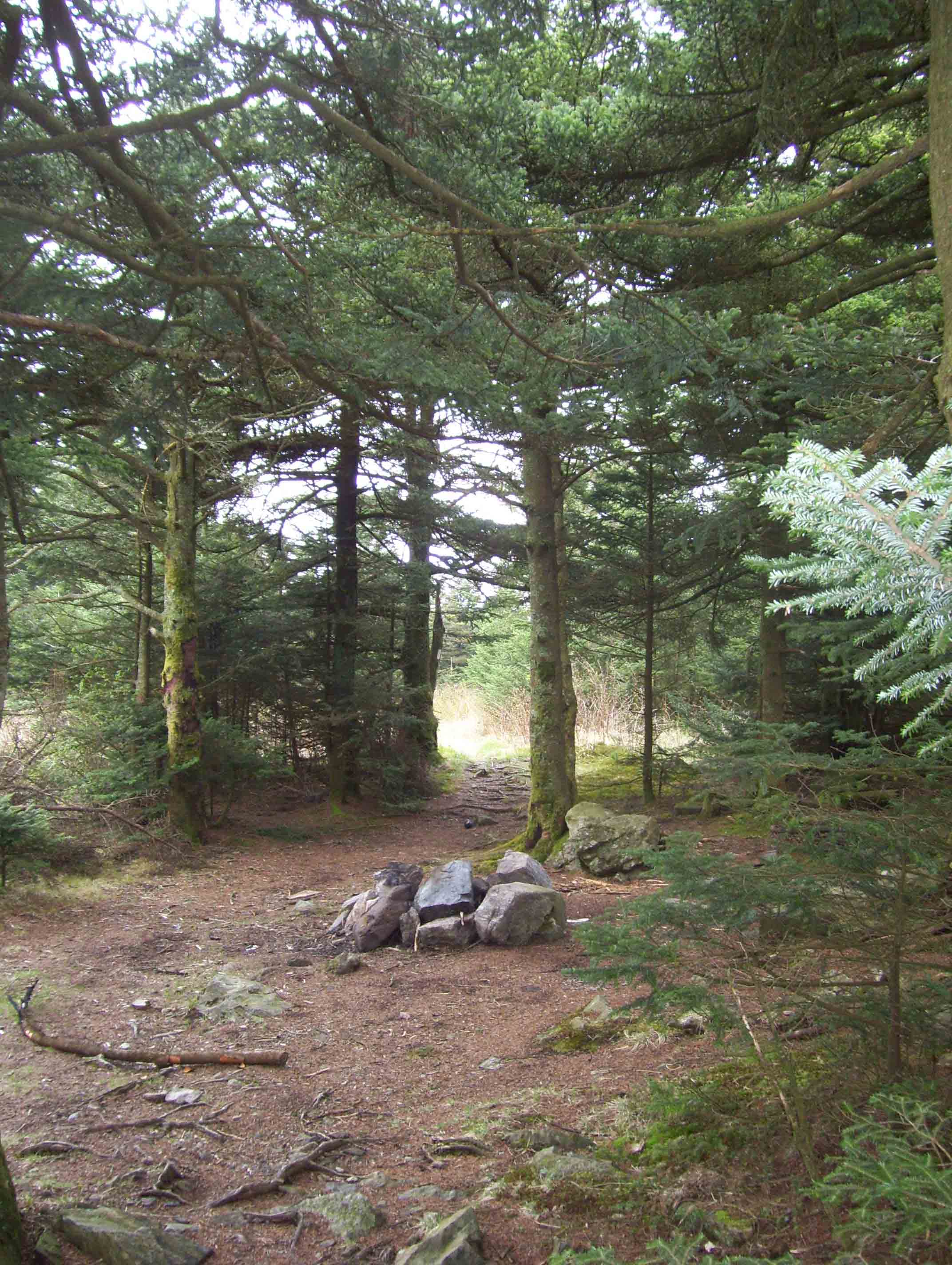 MM 2.2  Campsite. The summit of Roan High Knob (elevation about 6000') has a spruce/ fir forest.  Courtesy dlcul@conncoll.edu