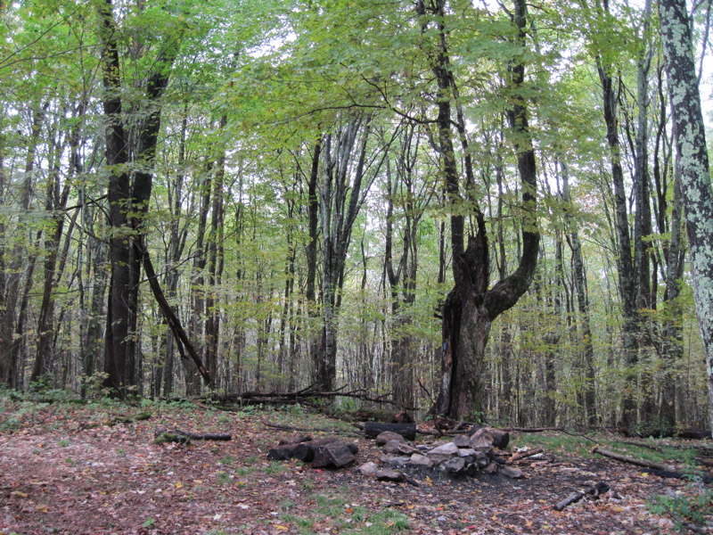 mm 4.2  Campsite surrounded by large gnarled maple trees
Courtesy dlcul@conncoll.edu