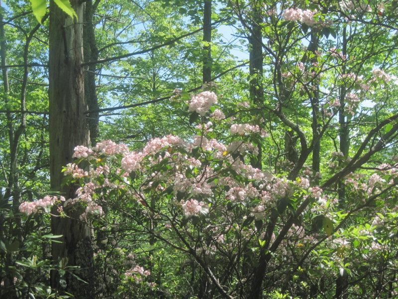 Laurel in bloom along trail.  Taken at approx. mm 13.1.  Courtesy dlcul@conncoll.edu