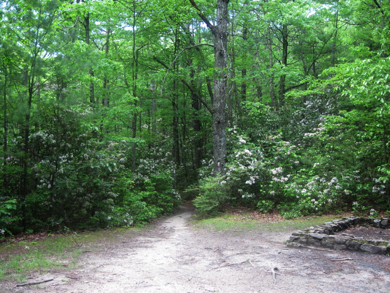 mm 15.8 Clearing in Curley Maple Gap. The southbound trail can be seen re-entering the woods.  The foundation on the right is the remnant of an old shelter.  Courtesy dlcul@conncoll.edu