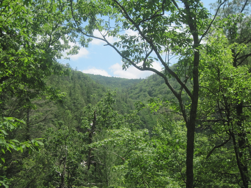 After leaving Curley Maple Gap Shelter,  the southbound trail soon reaches the headwaters of Jones Branch.  The canyon and then valley of Jones Branch is followed almost all they way to  the Nolichucky River.  For the steepest part of the descent, the trail is high above the actual stream.  This view is from that section (Approx. mm 16.5)   Courtesy dlcul@conncoll.edu