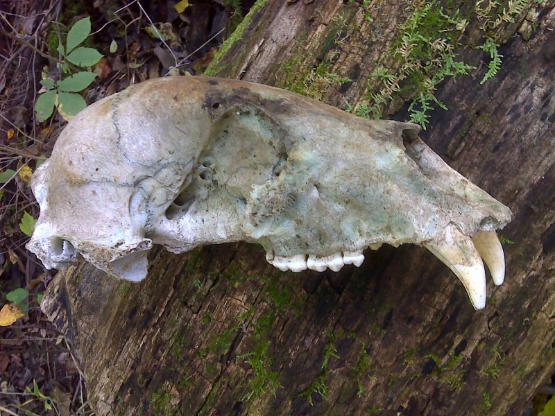 Bear skull found just north of Simmons Gap. GPS 38.3018 W 78.6205  Courtesy pjwetzel@gmail.com