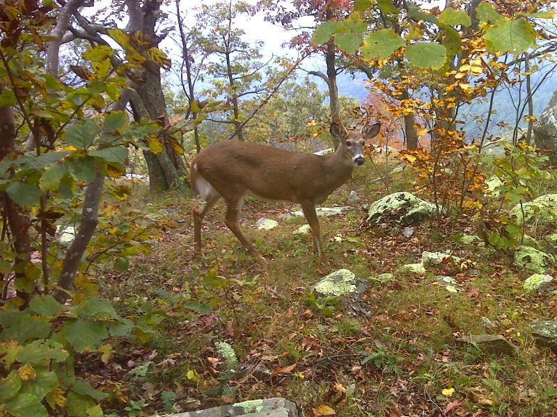 Two point buck near Loft Mt. Campground.  Like most deer in Shenandoah, he is totally unconcerned about humans.   GPS N38.2468 W78.6740  Courtesy pjwetzel@gmail.com