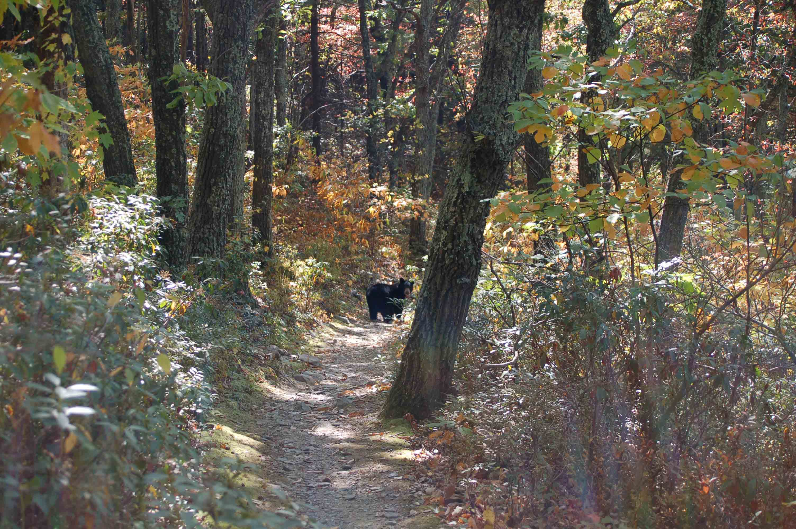 This bear appears to own the trail adjacent to Riprap Parking Area (SDMP 90.0, AT mm 6.7).  Courtesy ideanna656@aol.com