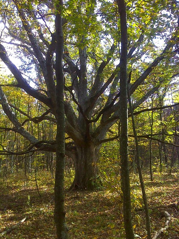 Old white oak on what was once open land on Calf Mt.  GPS N38.0846 W78.7806.  Courtesy pjwetzel@gmail.com