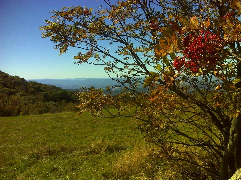 Sumac berries and a view to the west on Cold Mountain.  GPS N37.7529 W79.1996  Courtesy pjwetzel@gmail.com