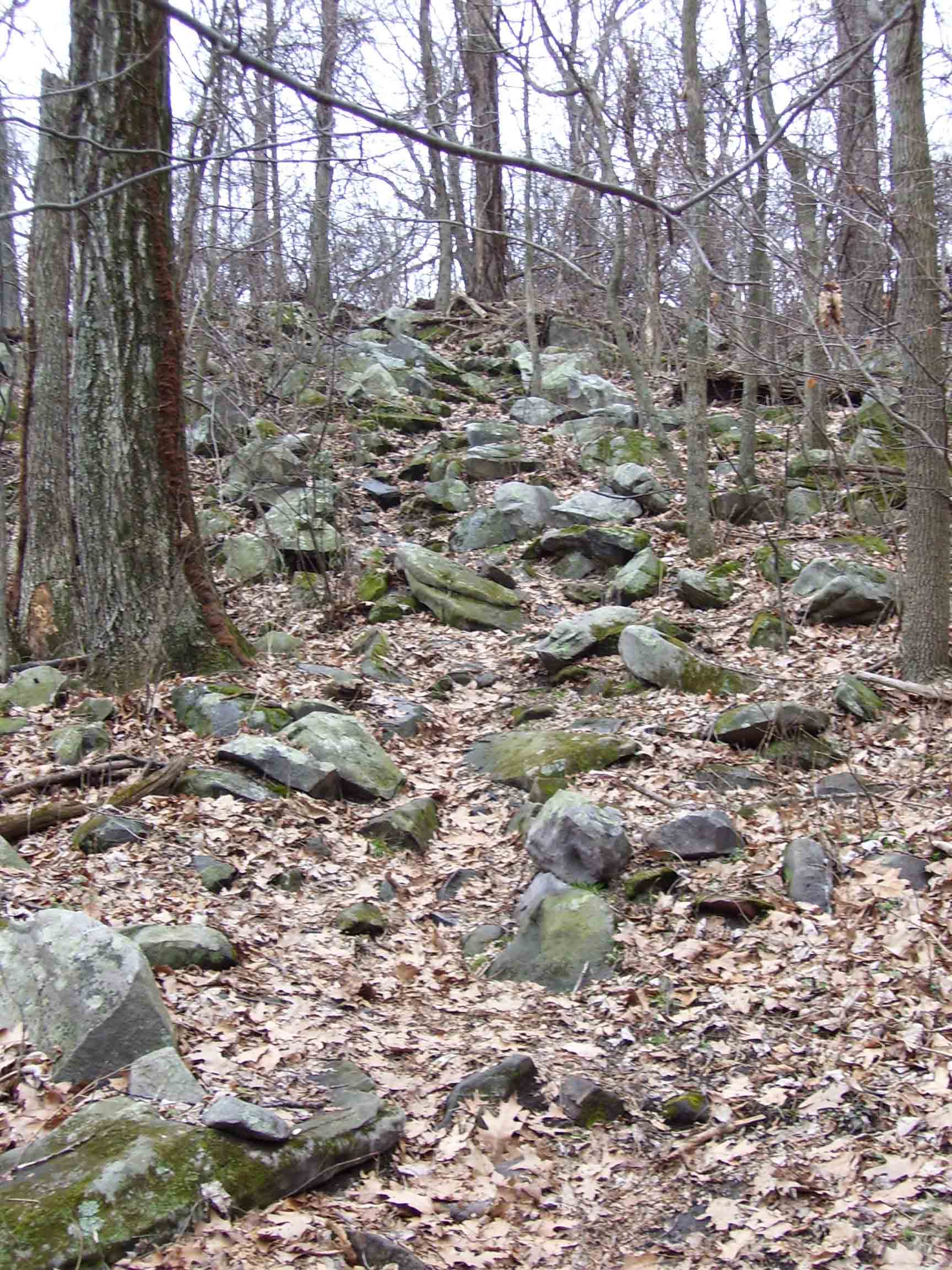The trail in this section (at least the northern half) is generally not rocky and has only a few steep sections. This little climb just south of Lesser Shelter is one of the exceptions.  Courtesy dlcul@conncoll.edu