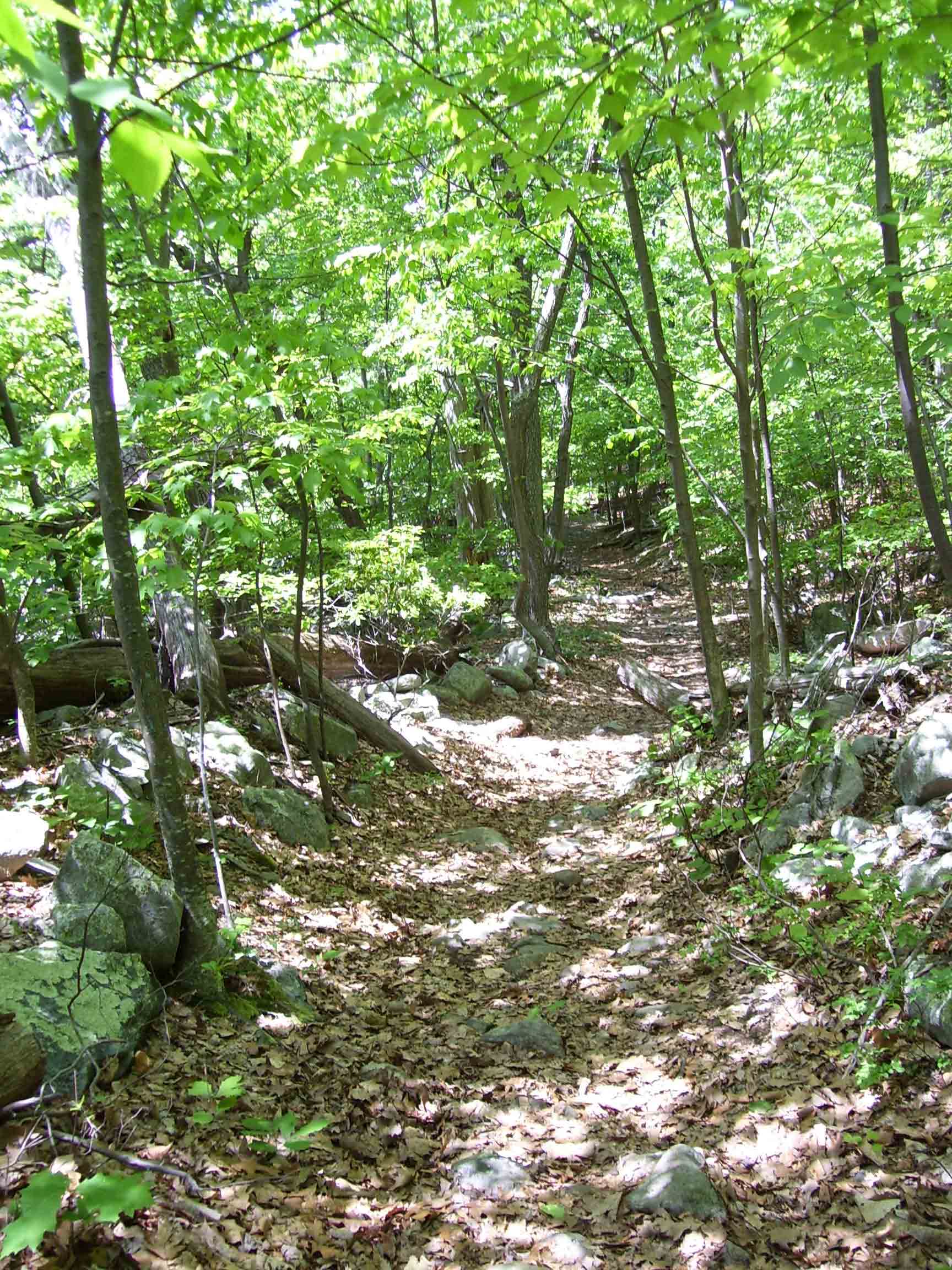 The AT follows an old road along the edge of the boulder field known as Devils Racecourse.  Courtesy dlcul@conncoll.edu