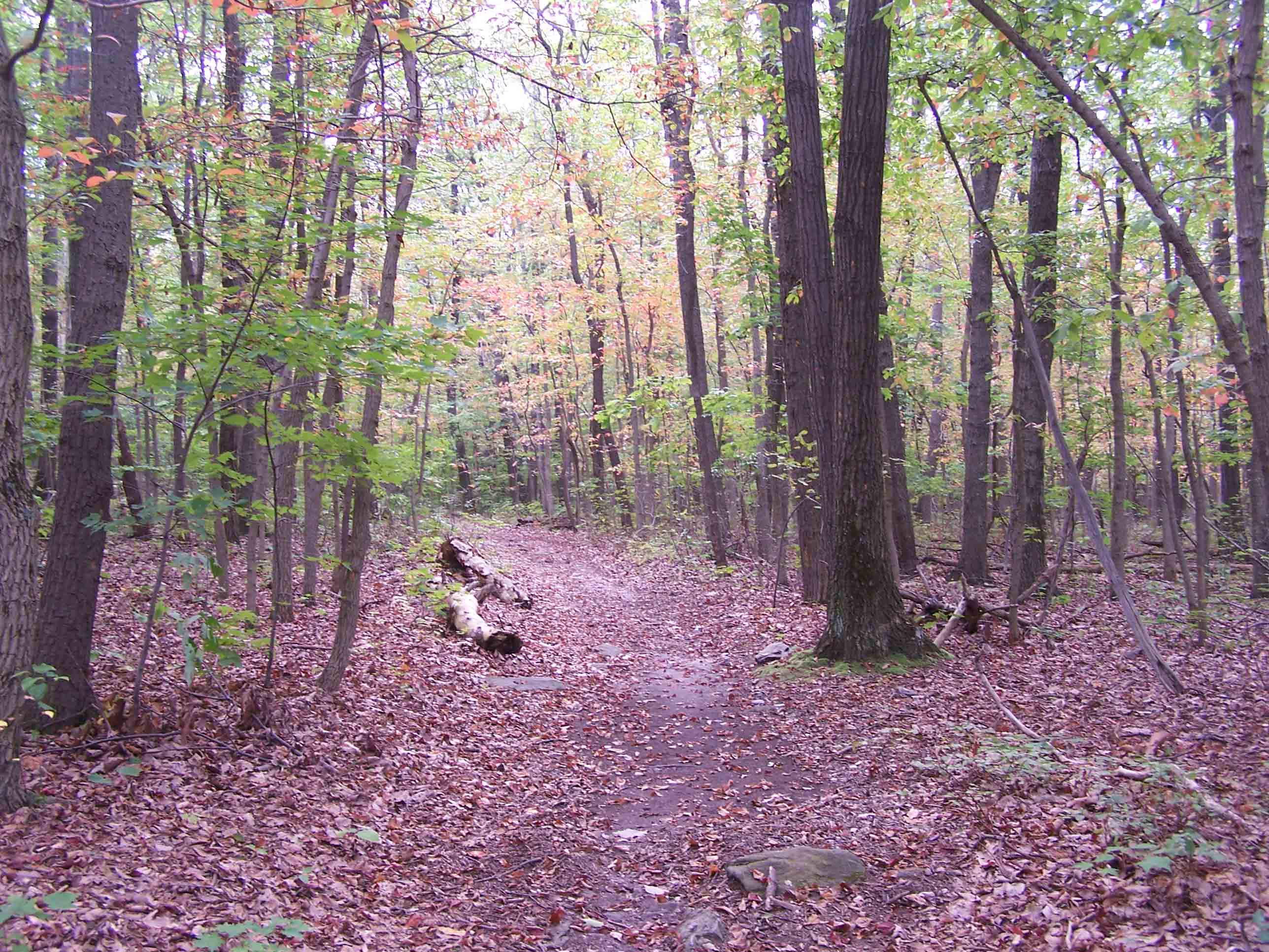 View of the Trail. Courtesy at@rohland.org