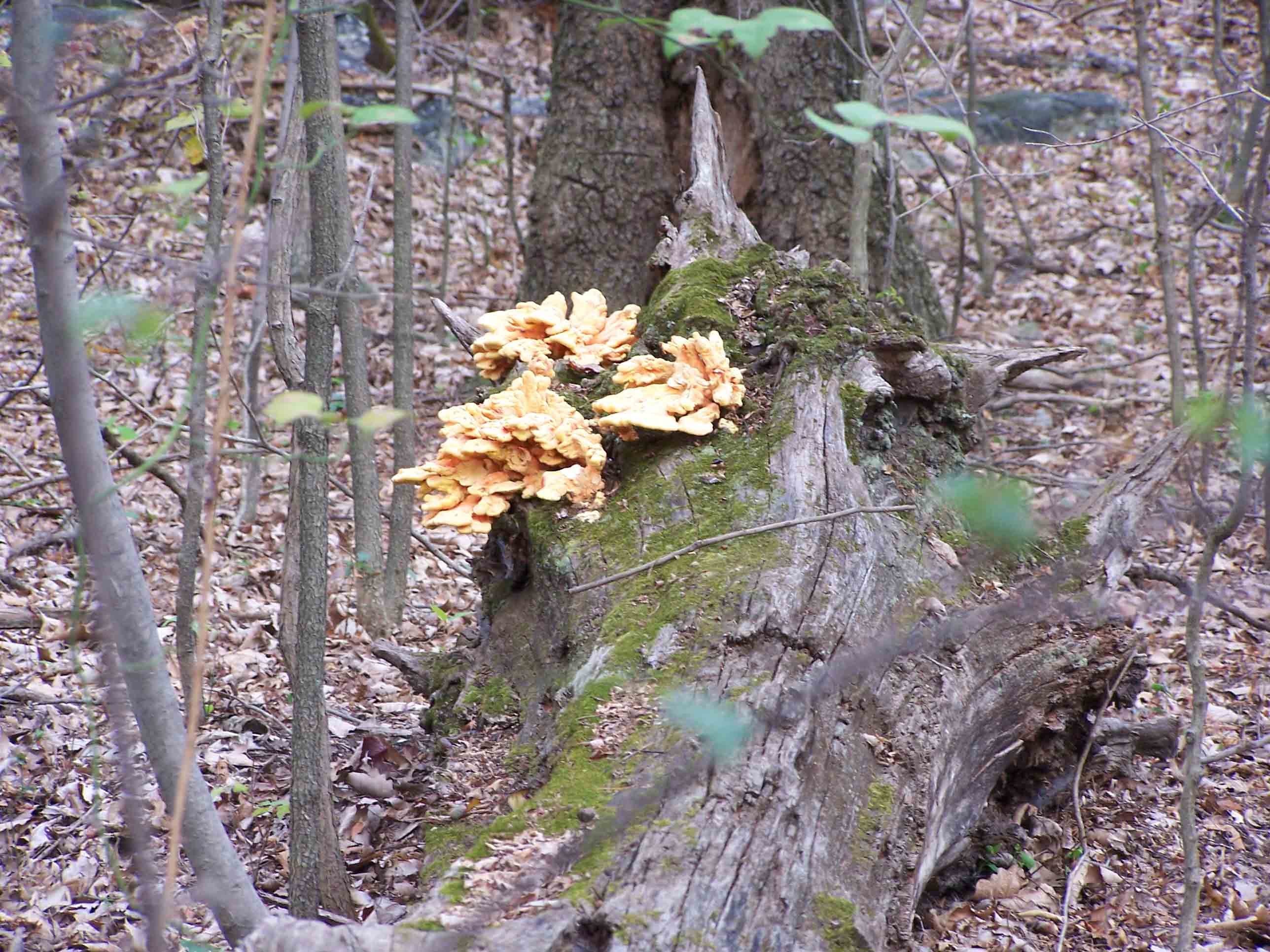 Brightly colored fungus along trail. Courtesy at@rohland.org