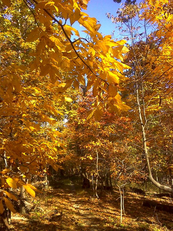 The yellow tunnel--hickory trees in the fall.  GPS N39.2523 W77.7704  Courtesy pjwetzel@gmail.com