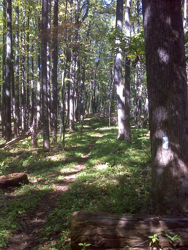 Pretty section of trail with cathedral-like setting near summit of Rice Mountain.   GPS 37.6703 W79.3062  Courtesy pjwetzel@gmail.com