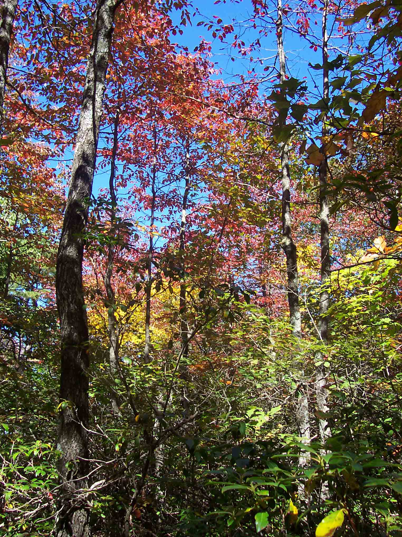 Some early fall color between summit of Bluff Mt. and Salt Log Gap.  Courtesy dlcul@conncoll.edu