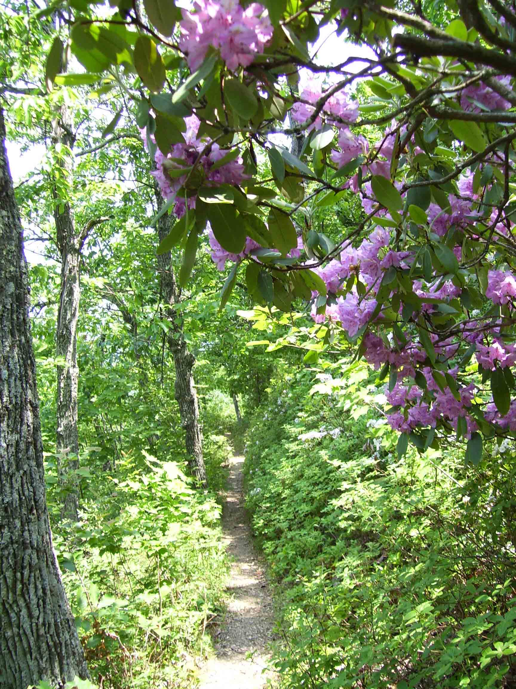 View along the trail in late May. Taken at approx. MM 4.5.  Courtesy dlcul@conncoll.edu