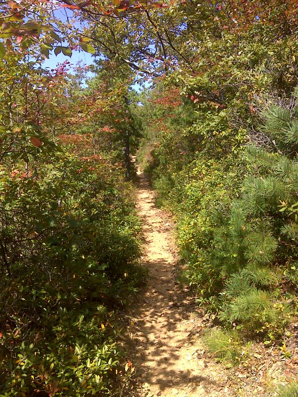 Fall Color along the trail.  GPS N37.5743 W79.4382  Courtesy pjwetzel@gmail.com