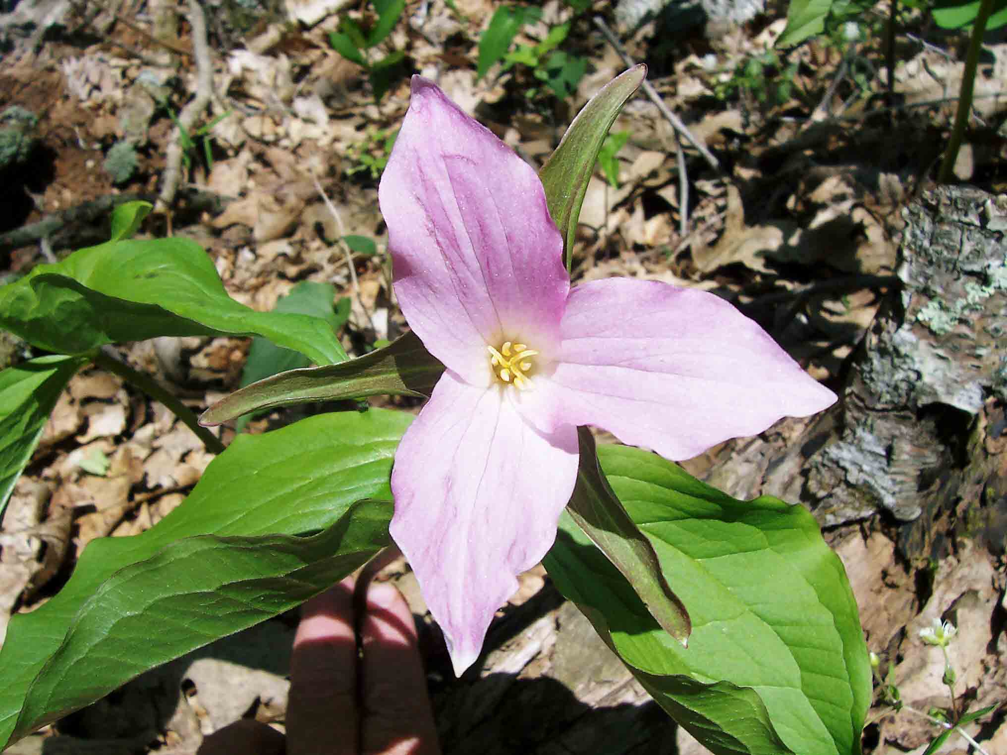 Trillium on south slope of Apple Orchard Mt.  Courtesy dlcul@conncoll.edu